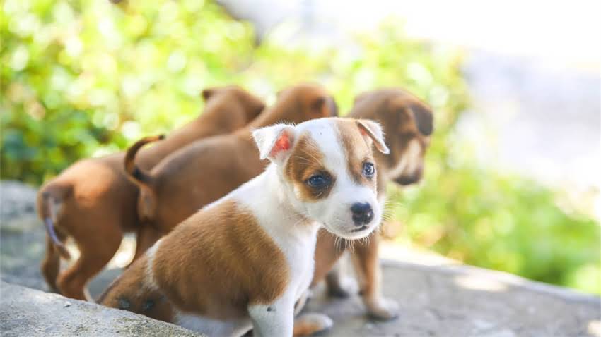 图片 拉布拉多母犬产仔全流程指南：科学护理与风险预防1.jpg