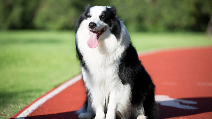 图片 拉布拉多洗澡价格全：北京上海上门服务多少钱一次？1.jpg