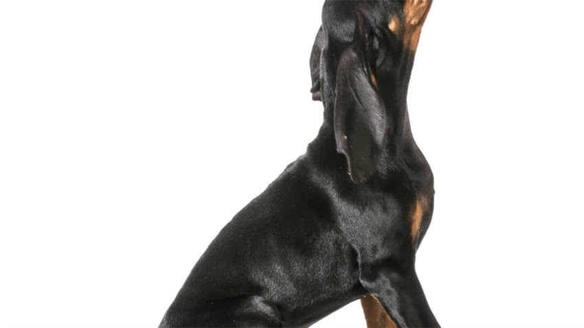 图片 拉布拉多洗澡价格全：北京上海上门服务多少钱一次？2.jpg