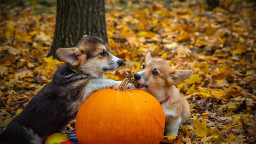 图片 拉布拉多洗澡多少钱一次？全+专业护理指南1.jpg