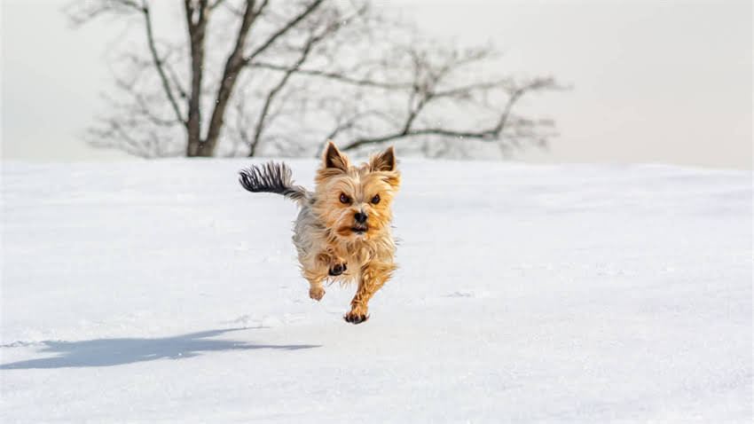 图片 拉布拉多洗澡多少钱一次？全+专业护理指南2.jpg