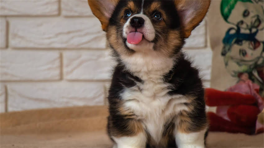 图片 拉布拉多洗澡频率全：3-4次年科学洗澡指南及7大注意事项.jpg