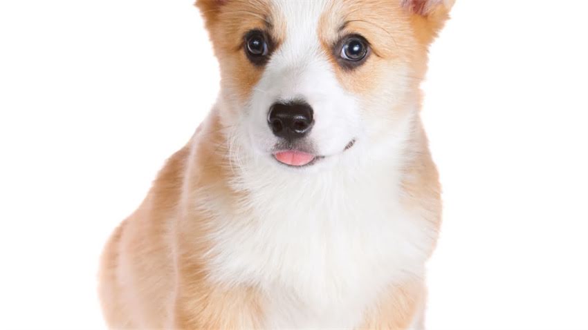 图片 拉布拉多犬一岁价格全：品种、饲养成本与市场趋势.jpg