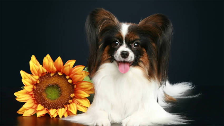 图片 拉布拉多犬一岁价格全：品种、饲养成本与市场趋势1.jpg