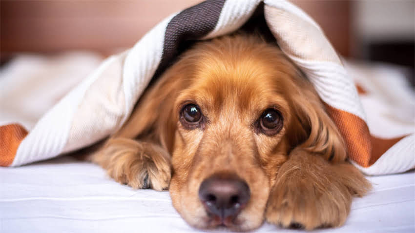 图片 拉布拉多犬不大便的7大解决方法：兽医教你快速排查原因+专业护理指南1.jpg