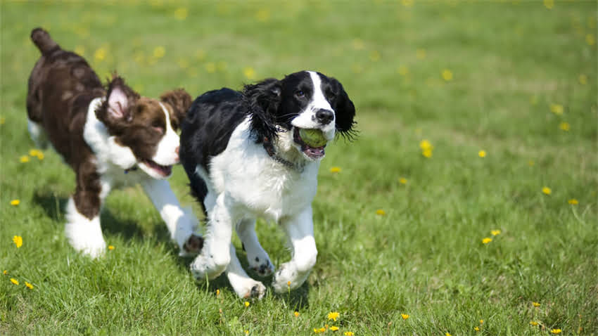 图片 拉布拉多犬价格全：3000-20000元区间深度指南及饲养成本计算.jpg