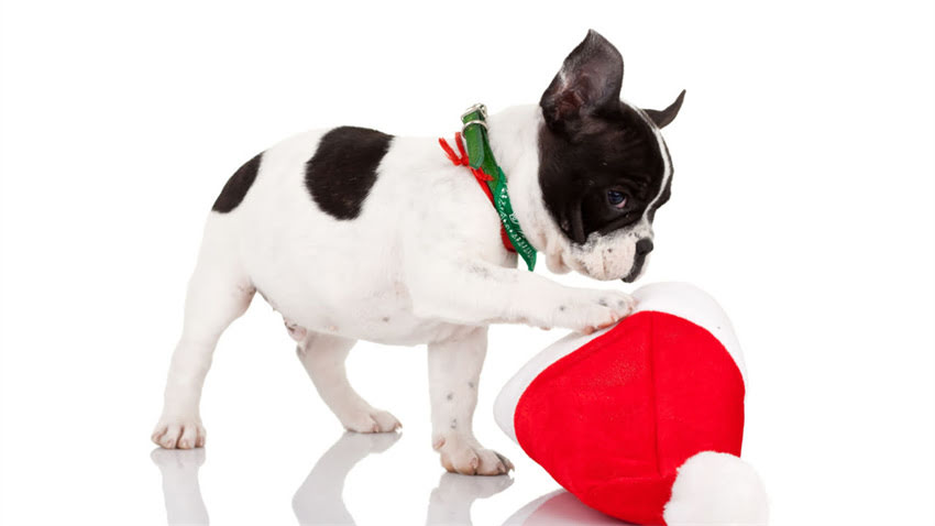 图片 拉布拉多犬价格全：3000-20000元区间深度指南及饲养成本计算2.jpg