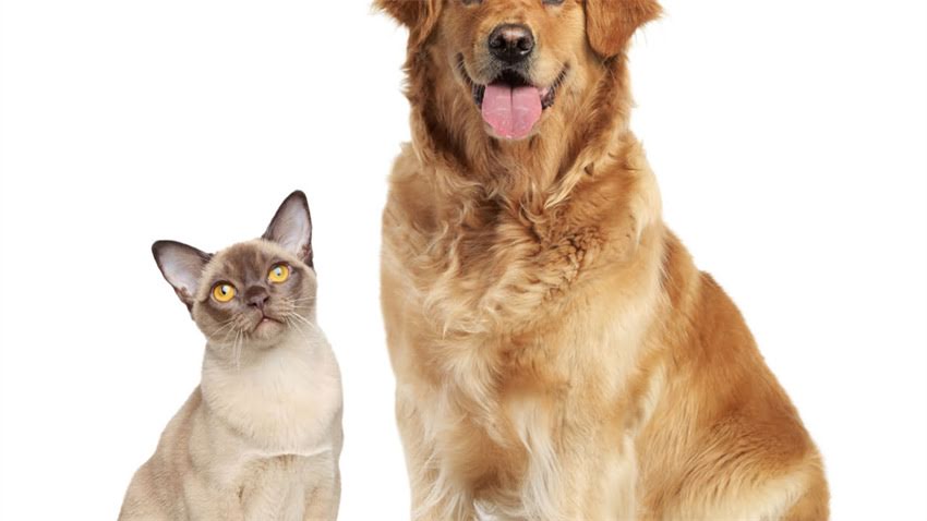 图片 拉布拉多犬优缺点全：适合家庭饲养吗？最新饲养指南1.jpg