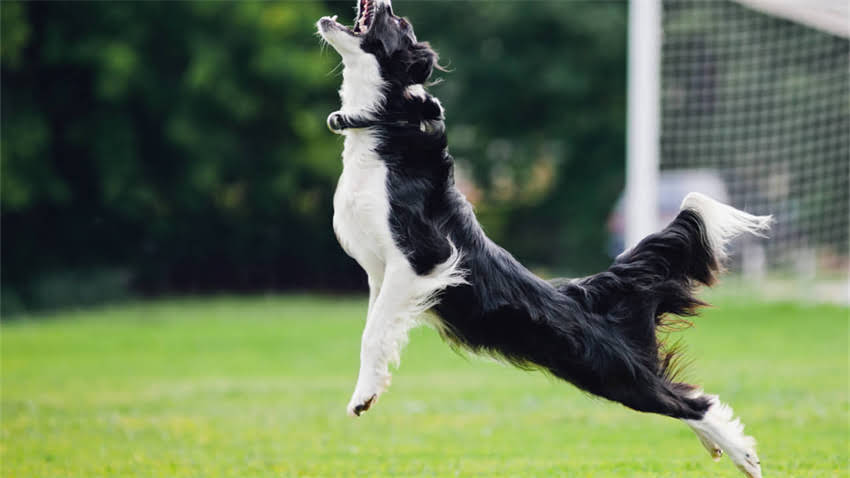 图片 拉布拉多犬全周期发育标准：从幼犬到成年的科学饲养指南.jpg
