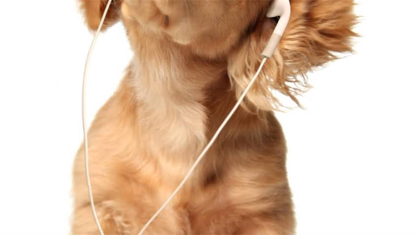 图片 拉布拉多犬全周期发育标准：从幼犬到成年的科学饲养指南2.jpg