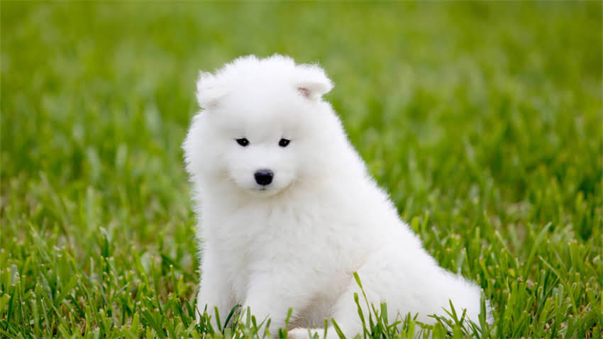 图片 拉布拉多犬出现鼻干耳热症状的深度与科学护理指南1.jpg