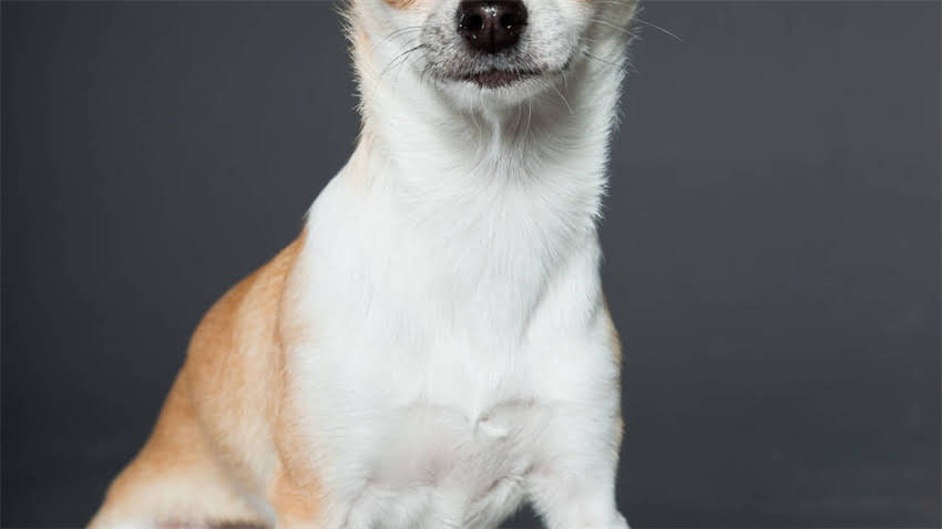 图片 拉布拉多犬出现鼻干耳热症状的深度与科学护理指南2.jpg