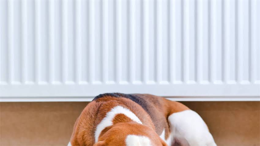 图片 拉布拉多犬嘴角发炎怎么办？3步解决+家庭护理指南.jpg