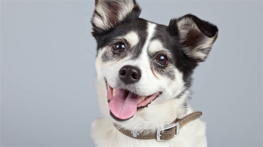 图片 拉布拉多犬嘴角白色粘液原因及处理方法：5大常见病态1.jpg