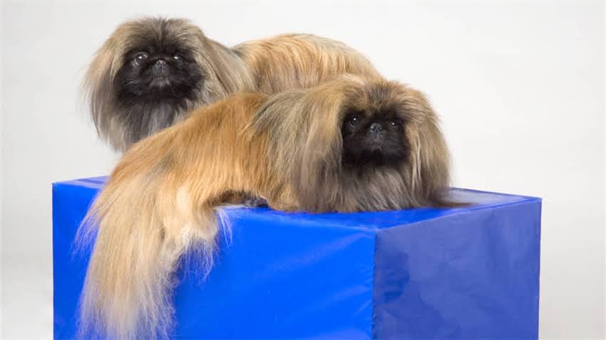 图片 拉布拉多犬嘴角白色粘液原因及处理方法：5大常见病态2.jpg