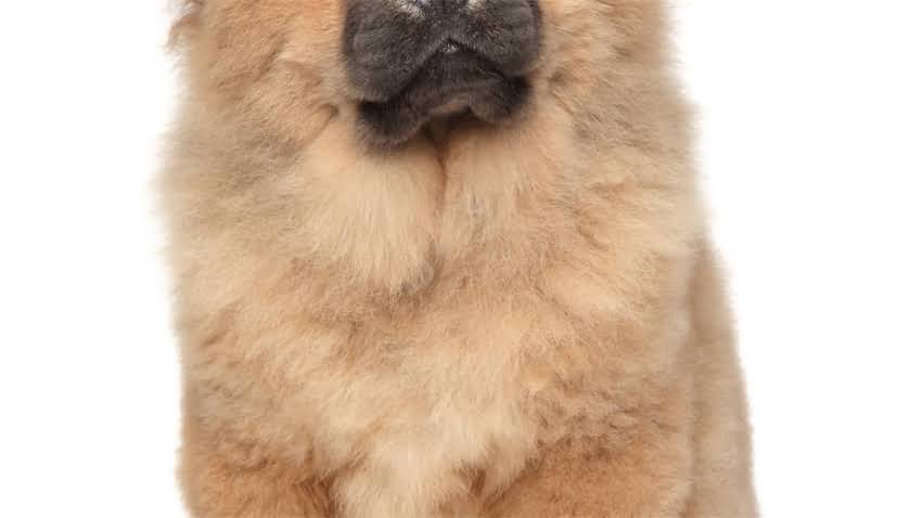 图片 拉布拉多犬多少钱一只？全品种价格表+饲养成本深度.jpg