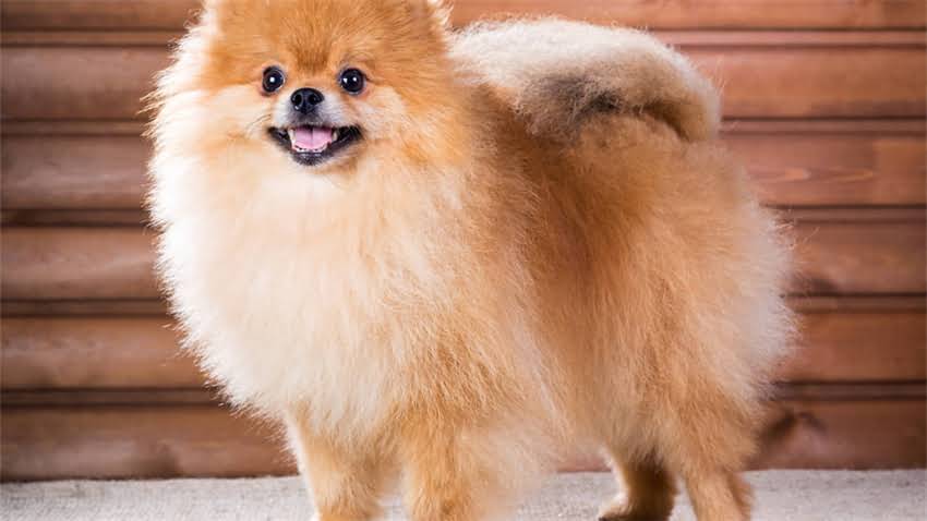 图片 拉布拉多犬多少钱一只？全品种价格表+饲养成本深度1.jpg