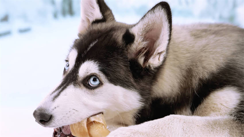 图片 拉布拉多犬多少钱一只？最新价格+选购避坑指南（附养宠必备清单）.jpg