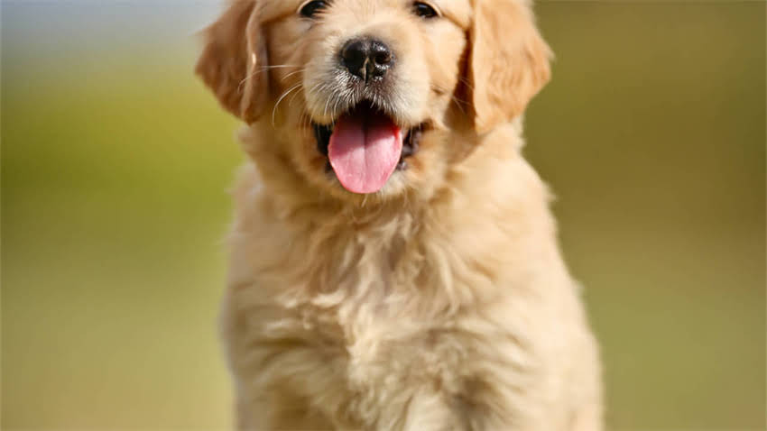 图片 拉布拉多犬大便不成型怎么办？5大原因及专业应对指南.jpg
