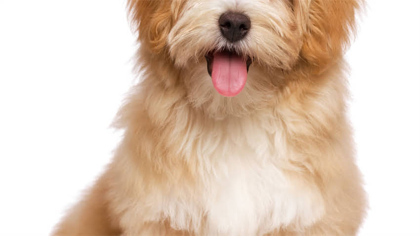 图片 拉布拉多犬年龄鉴别指南：5个关键特征帮你精准判断狗狗年龄1.jpg