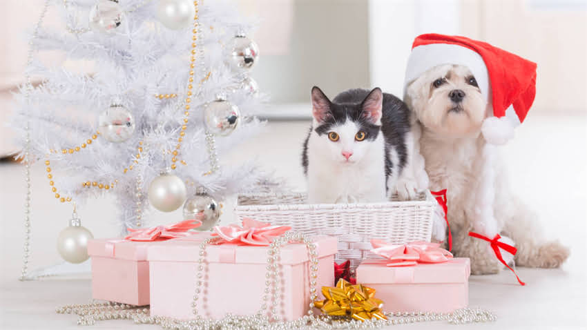 图片 拉布拉多犬年龄鉴别指南：5个关键特征帮你精准判断狗狗年龄2.jpg