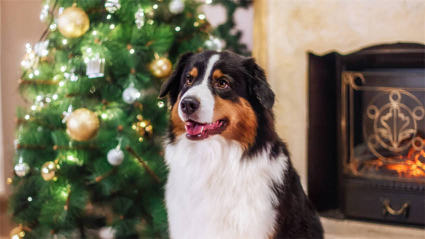 图片 拉布拉多犬幼犬喂食时间表：科学喂养指南与注意事项1.jpg