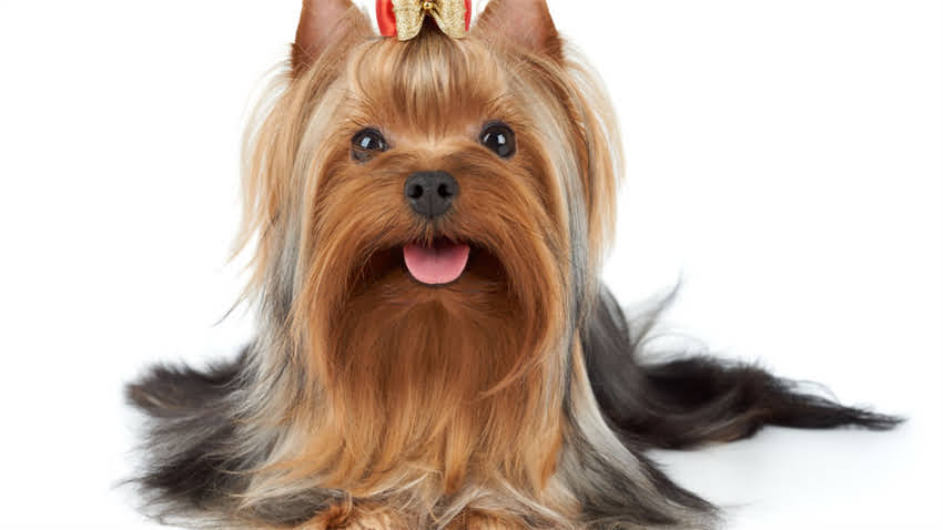 图片 拉布拉多犬幼犬喂食时间表：科学喂养指南与注意事项2.jpg