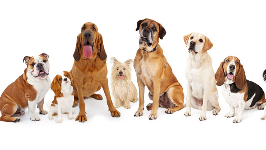 图片 拉布拉多犬抵抗力强吗？科学犬只免疫力与饲养要点.jpg