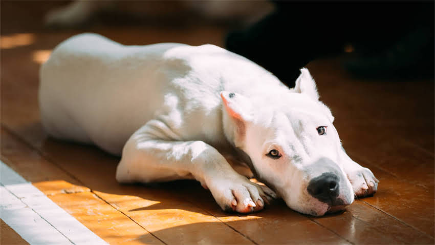 图片 拉布拉多犬撒娇宝宝行为：训练方法与应对策略全指南.jpg