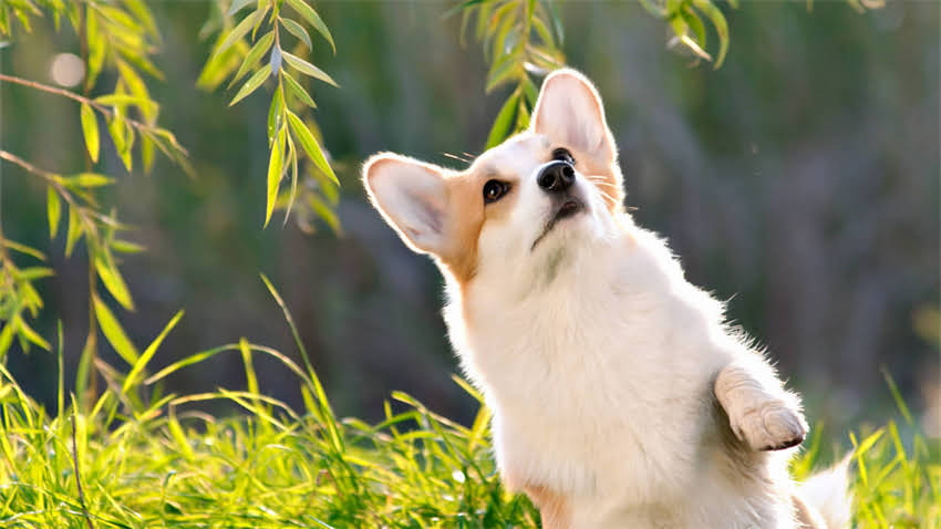 图片 拉布拉多犬撒娇宝宝行为：训练方法与应对策略全指南2.jpg