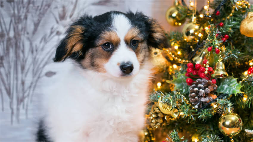 图片 拉布拉多犬爪子形状异常？5大护理技巧与常见问题全（附健康隐患自查指南）.jpg