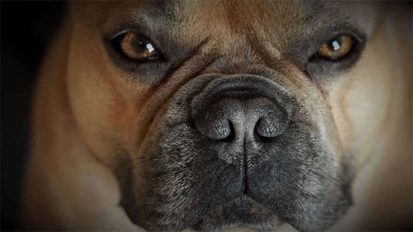 图片 拉布拉多犬爪子形状异常？5大护理技巧与常见问题全（附健康隐患自查指南）1.jpg
