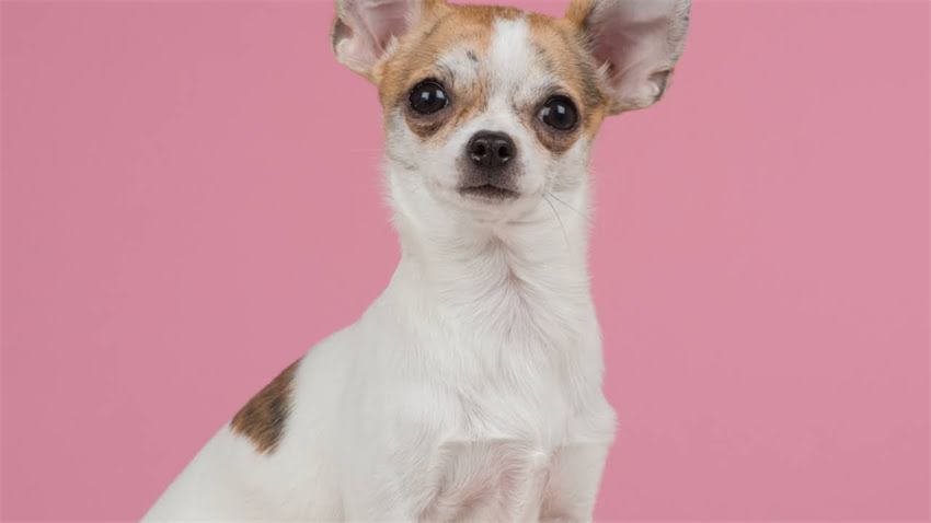 图片 拉布拉多犬的祖先叫什么？工作犬的血统起源与品种特性（附详细）.jpg