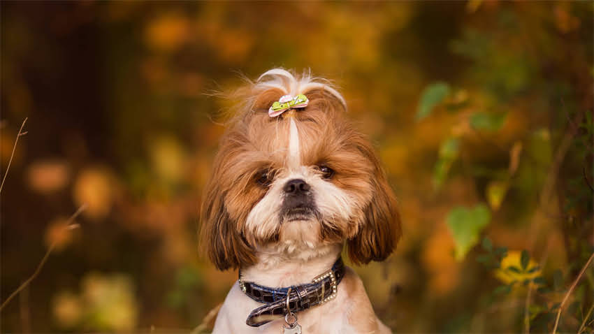 图片 拉布拉多犬皮肤瘙痒皮屑全：5大诱因+科学护理指南（附专业医生建议）1.jpg