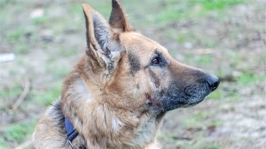 图片 拉布拉多犬种特征：前倾耳位对健康与饲养的影响及专业养护指南.jpg