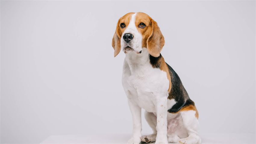 图片 拉布拉多犬种特征：前倾耳位对健康与饲养的影响及专业养护指南2.jpg