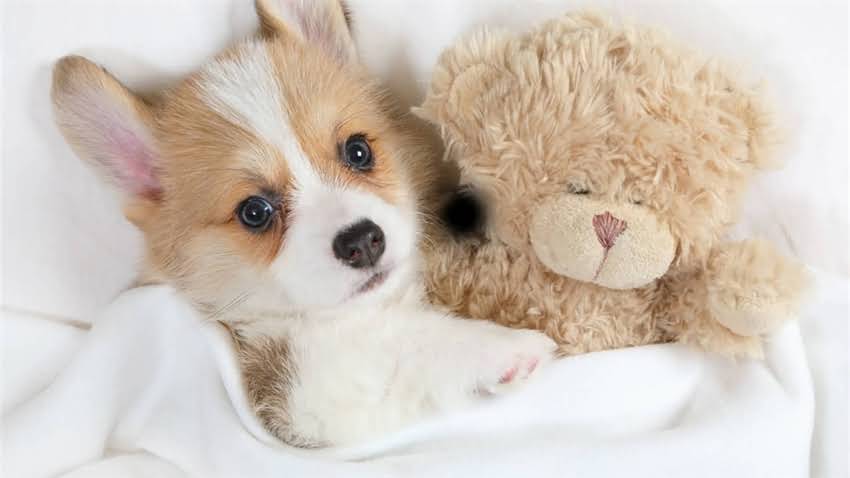 图片 拉布拉多犬科学喂养指南：5大营养原则与7种禁忌搭配，附全年饮食方案.jpg