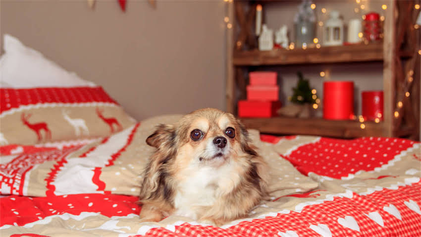 图片 拉布拉多犬科学喂养指南：5大营养原则与7种禁忌搭配，附全年饮食方案1.jpg