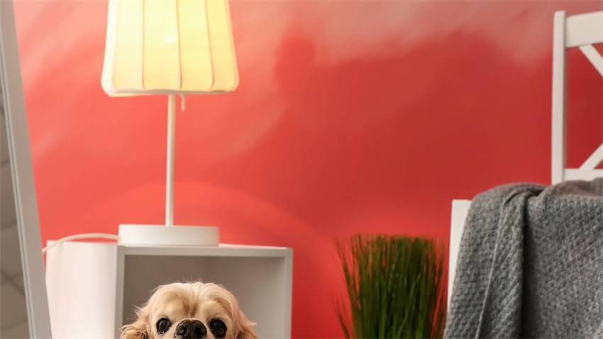 图片 拉布拉多犬科学喂养指南：5大营养原则与7种禁忌搭配，附全年饮食方案2.jpg