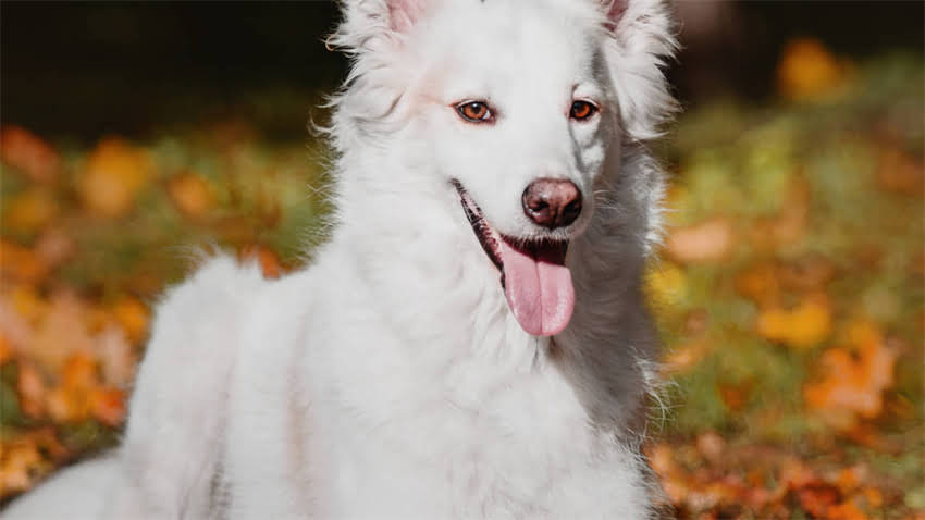 图片 拉布拉多犬纯种价格全：多少钱一只？如何辨别正规犬舍？.jpg