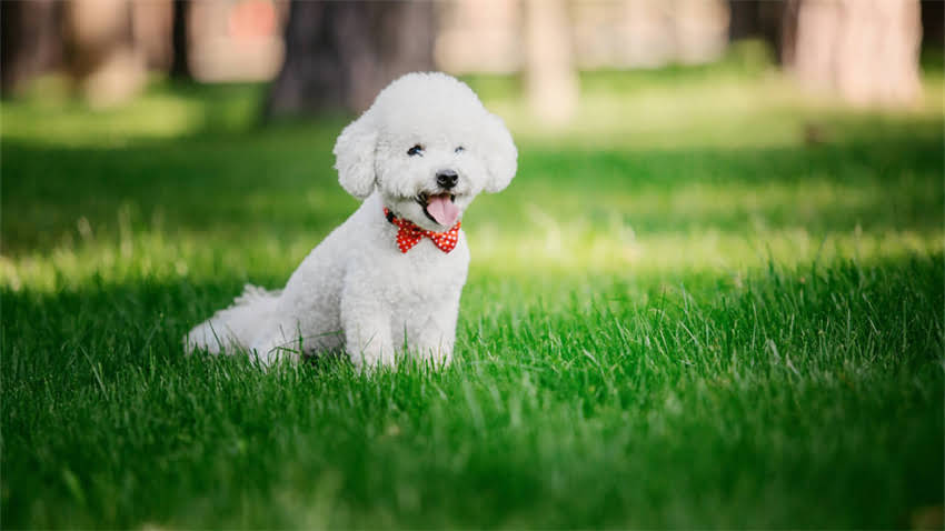 图片 拉布拉多犬纯种价格全：多少钱一只？如何辨别正规犬舍？2.jpg