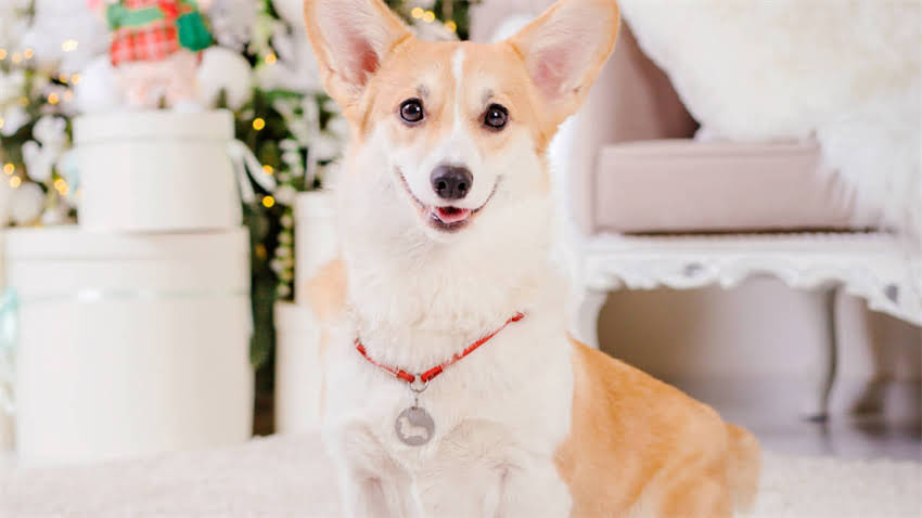 图片 拉布拉多犬耳朵大是优点还是缺点？全面耳部特征对健康的影响1.jpg
