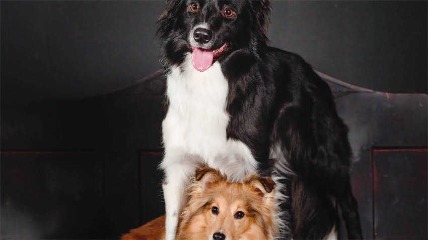 图片 拉布拉多犬耳朵大是优点还是缺点？全面耳部特征对健康的影响2.jpg