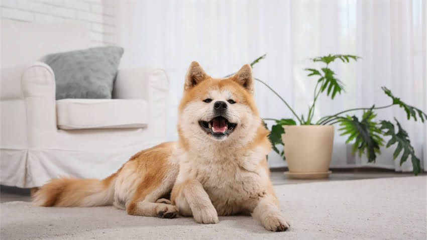 图片 拉布拉多犬肚子颜色全：颜色变化与健康隐患的5大判断标准.jpg