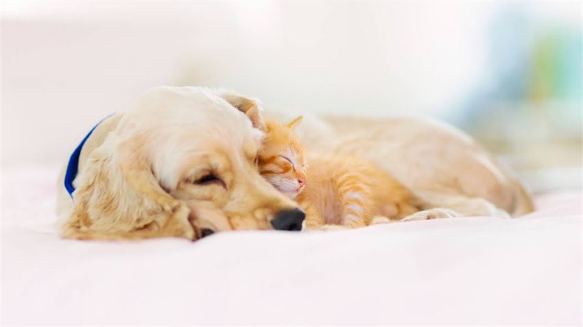 图片 拉布拉多犬肿胀的常见原因及症状.jpg