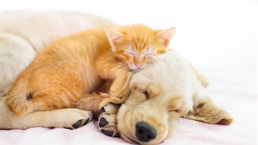 图片 拉布拉多犬肿胀的常见原因及症状1.jpg