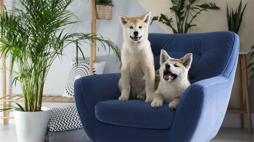 图片 拉布拉多犬胆子小怎么办？3大科学训练法+性格全攻略.jpg