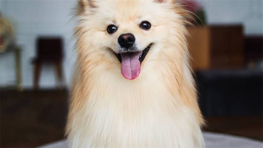 图片 拉布拉多犬胆子小怎么办？3大科学训练法+性格全攻略2.jpg