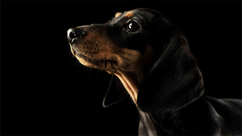 图片 拉布拉多犬能不能吃黄瓜？权威喂养指南与安全食用全（附专业兽医建议）.jpg