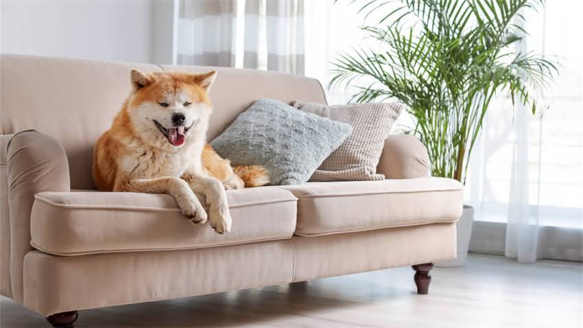 图片 拉布拉多犬能不能吃黄瓜？权威喂养指南与安全食用全（附专业兽医建议）1.jpg